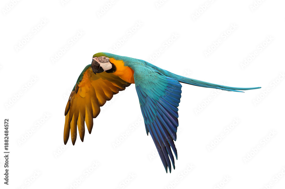 Obraz premium Beautiful Blue and Gold Macaw your wings and fly isolated on transparent background png file 