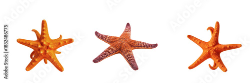 Foto : Set of vibrant orange starfish isolated on white background, various marine se