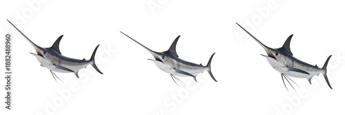 Set of Atlantic blue marlin or swordfish jumping isolated on white background, sport fishing and marine wildlife concept