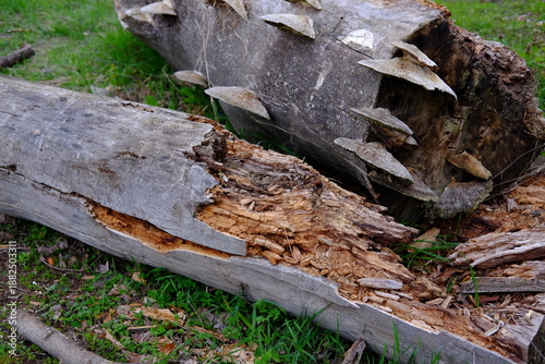 Wallpaper Mural spring forest landscape, fresh green leaves on trees, spring in deciduous forest Torontodigital.ca