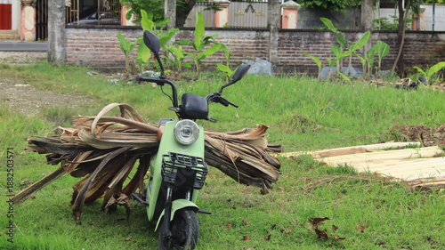 Tableau sur toile Dried banana stem sheets are lifted on a green electric bicycle.