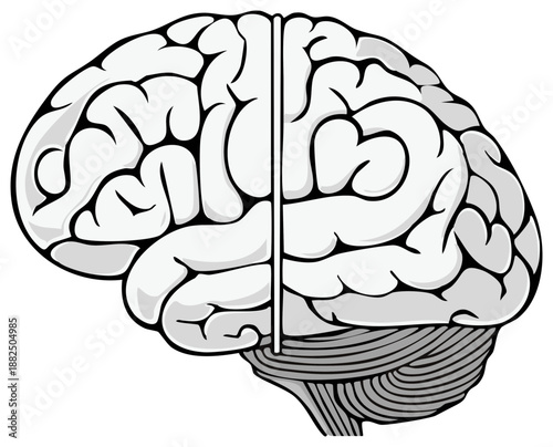 Stylized illustration of a human brain showing the cerebrum cerebellum and central fissure