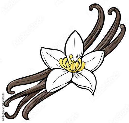 Vanilla bean spice with flower illustration, aromatic flavor, tasty flavoring for baking projects and dessert design resources
