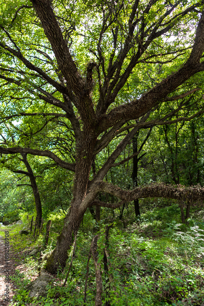 Obraz premium Enchanted Forest with Twisted Trees