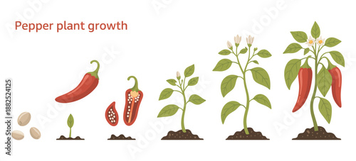 Chilli Pepper Plant Growth Stages, life cycle infographic elements in flat design, seed to harvest, plant development, educational and gardening vector illustration.