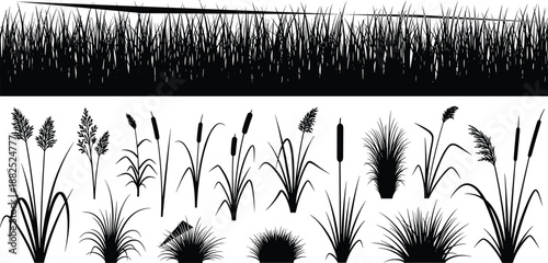 Black silhouette of marsh grass, reeds, bulrush, and cattail plants collection, aquatic swamp vegetation set isolated on white background for nature design vector