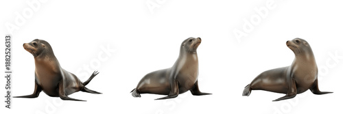 Fotografija Sea Lion Animal Set Showing Three Full Body Poses Isolated on White Background