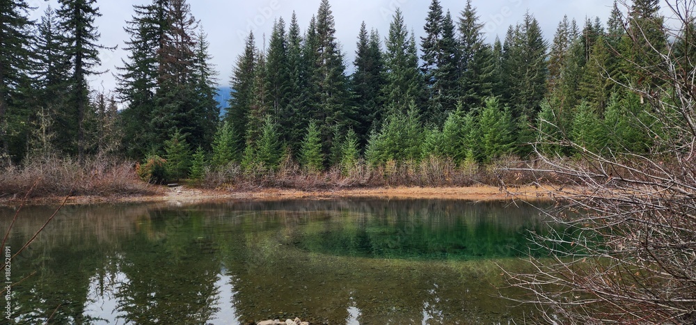 Obraz premium reeds in the water