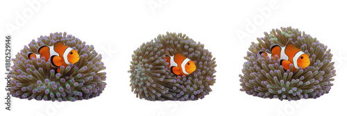 Fotografija Set of Clownfish in Sea Anemone Isolated on White Background