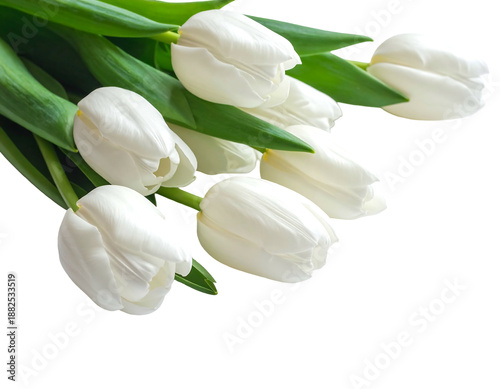 A delicate bouquet of white tulips with vibrant green leaves on a black background