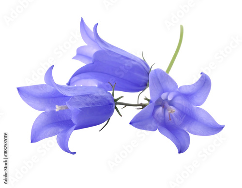 Delicate blue bell-shaped flowers with white stamens on a dark background
