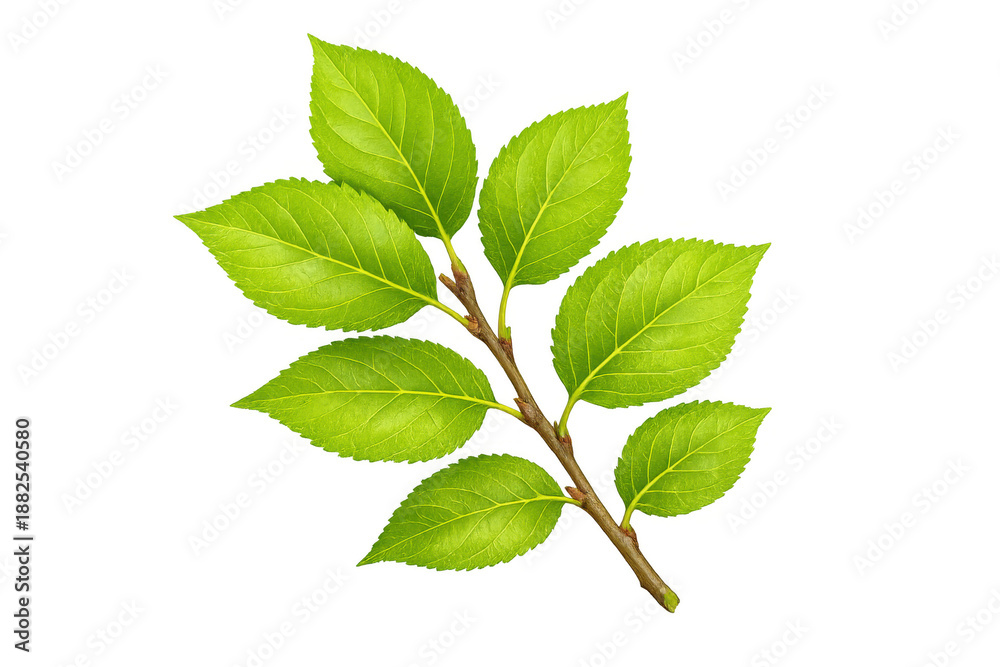 Fototapeta premium Green leaves growing on a branch, symbolizing growth, freshness, and nature, with a transparent background