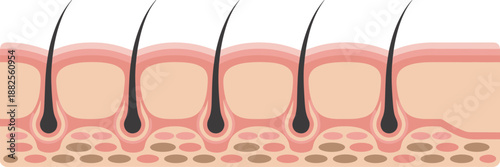 Anatomical cross section of human skin showing epidermis, dermis, subcutaneous layers, and hair follicles for dermatology medical education and skincare research