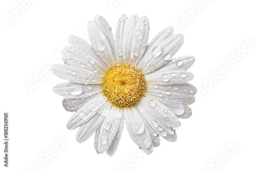 White daisy flower with water droplets on its petals Keywords: daisy isolated on a transparent background