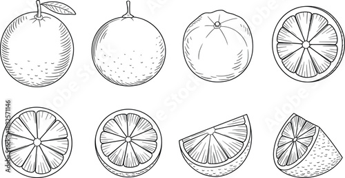 Hand-drawn engraved orange and citrus fruits vector illustration set, whole and sliced lemons, limes, or grapefruits sketch for food design.