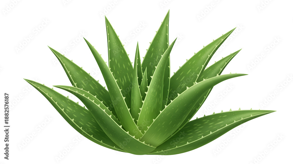 Fototapeta premium Fresh Green Aloe Vera Succulent Plant for Skincare Beauty and Healthcare Concept Illustration Transparent background