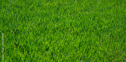 Konstfotografi Grass in green lawn for natural background