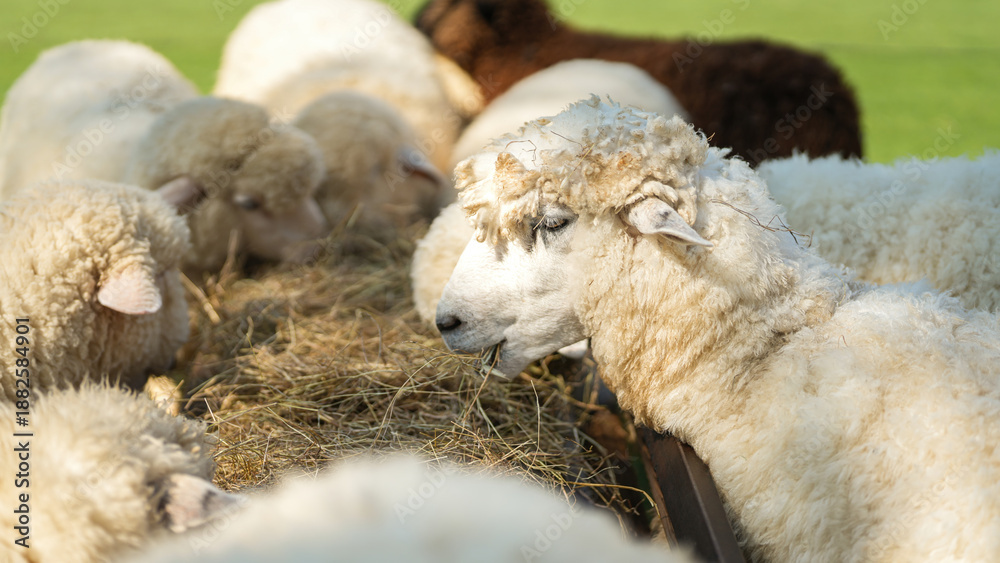 Fototapeta premium Group of white sheep are eating grass hay. Animal livestock farming in nature scene, close-up with eye selective focus.