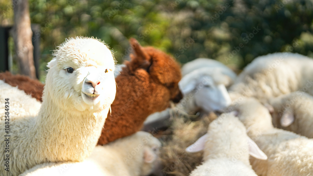 Obraz premium An alpaca is eating dryed grass hay. Animal livestock farming in nature scene, close-up with eye selective focus.