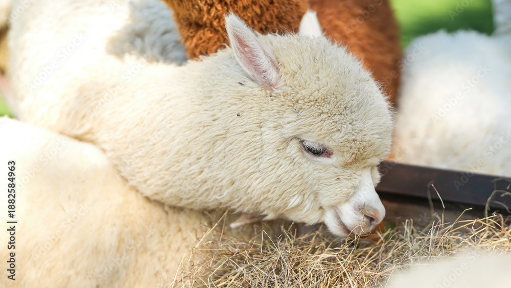 Fototapeta premium An alpaca is eating dryed grass hay. Animal livestock farming in nature scene, close-up with eye selective focus.