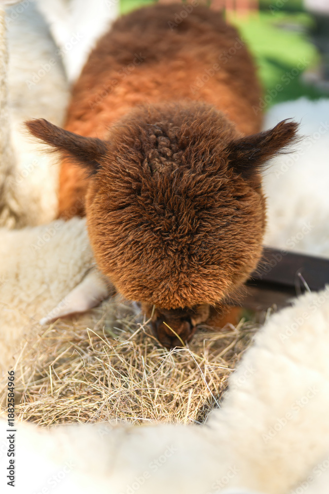 Obraz premium An alpaca is eating dryed grass hay. Animal livestock farming in nature scene, close-up with eye selective focus.