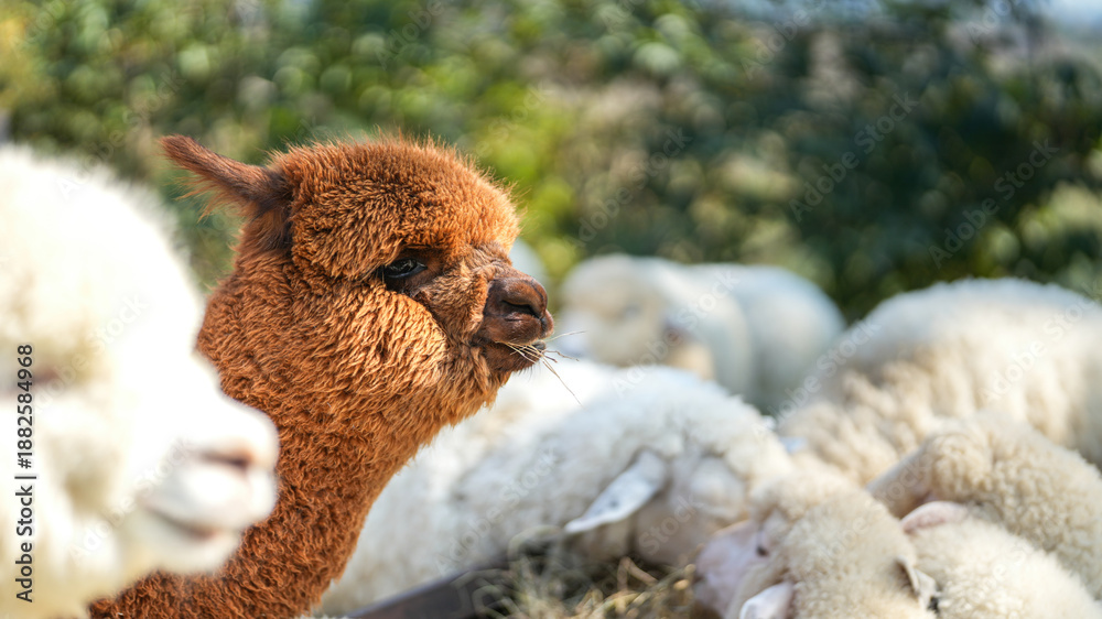 Naklejka premium An alpaca is eating dryed grass hay. Animal livestock farming in nature scene, close-up with eye selective focus.