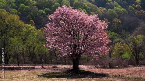 福島・裏磐梯 桧原の一本桜 10