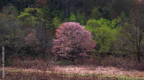 福島・裏磐梯の山桜 02