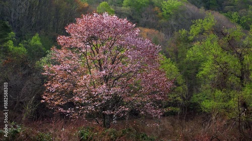 福島・裏磐梯の山桜 03