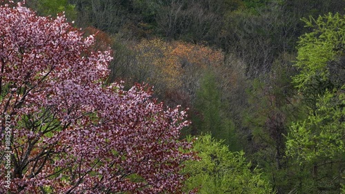 福島・裏磐梯の山桜 05