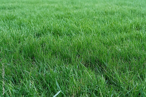 Lush Green Grass Field With Freshly Cut Lawn Texture for Outdoor Nature Scenes