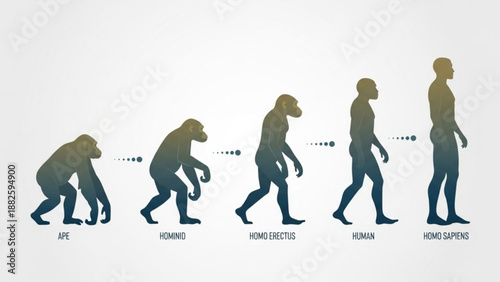 Human evolution stages from primate to modern human silhouettes