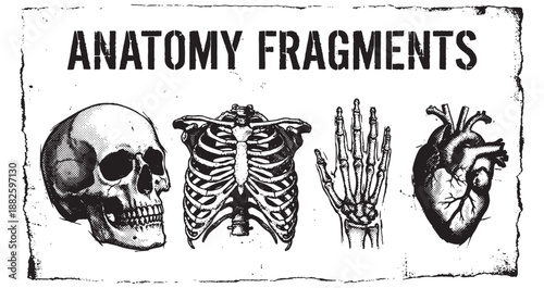 Human Skull Ribcage Hand and Heart