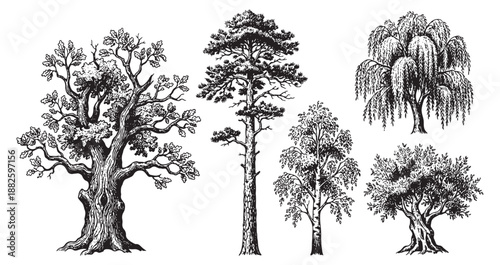 Various Forest Trees Vintage Style Hand Drawn Sketch