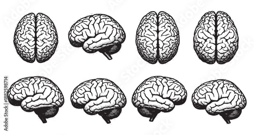 Anatomical Illustration Set of the Human Brain from Multiple Angles and Perspectives