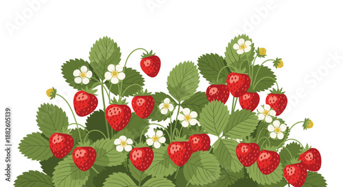 A lush strawberry plant bush with ripe red strawberries, delicate white flowers, and vibrant green leaves, isolated on a white background.