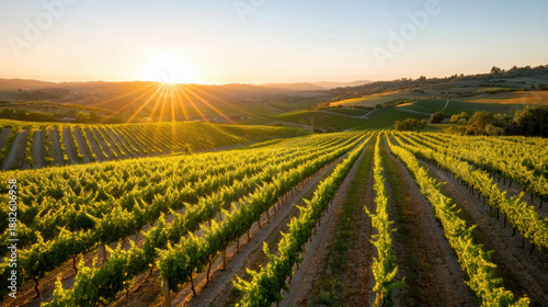 Vineyard rows on hillside with sun setting over rolling hills creating warm golden light and peaceful rural landscape