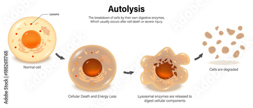 Step of autolysis. When cells die, lysosome enzymes are released to break down cellular components, causing decomposition.