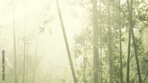 Fotografia Early morning light gently illuminates a serene landscape of towering bamboo
