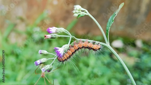 Hairy Caterpillar on a Flower Stem