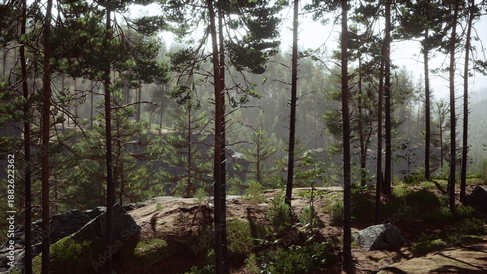 Fototapeta premium Sunlight shines through tall trees in a quiet forest scene. The ground is covered in lush greenery and rocks, creating a peaceful and serene atmosphere perfect for exploration.