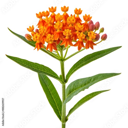Bright Mexican Butterfly Weed Blooming With Fiery Orange And Yellow Flowers On A Clean White Solid Background, Highlighting Its Lively Colors, Delicate Petals, And Pollinator-Friendly Charm
