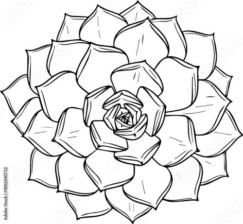 Detailed top view line art of an echeveria succulent flower for coloring book and botanical design