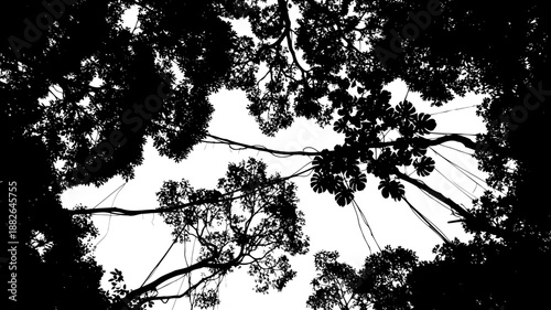 Lush tropical jungle canopy silhouette, a low-angle view of dense foliage and vines.