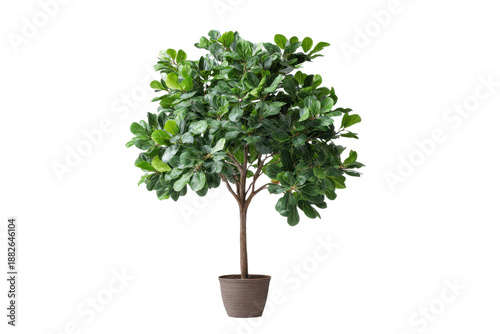 Fiddle leaf fig tree in a textured brown pot isolated on black plant