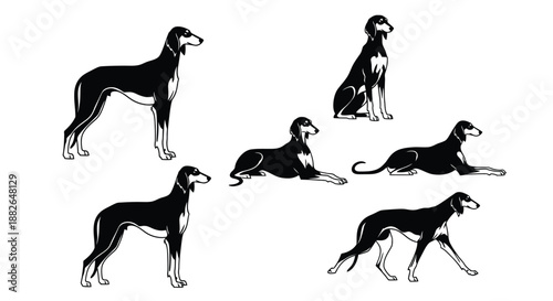 An illustration of six greyhounds in various poses and positions