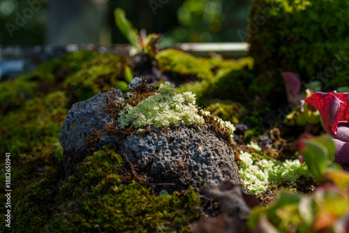 Close-up photo of a tiny, cute green carnivorous sundew (Drosera) growing