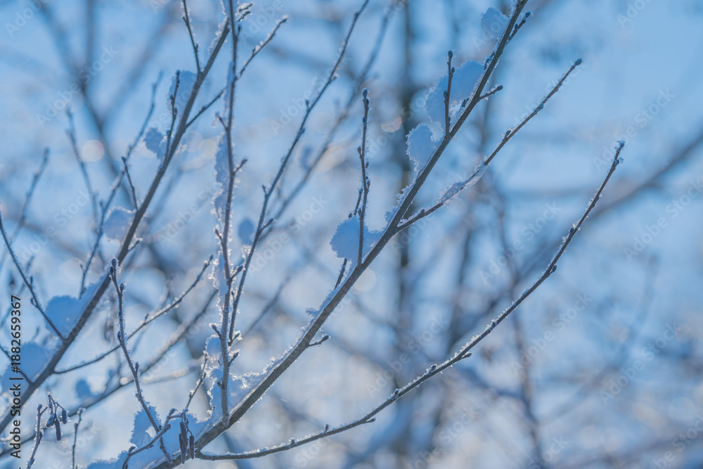 Fototapeta premium Bright winter scenery, Glittering trees in sunny park, Cool winter landscape illuminated by sunlight, Shimmering frosted branches basking in peaceful winter sunlight