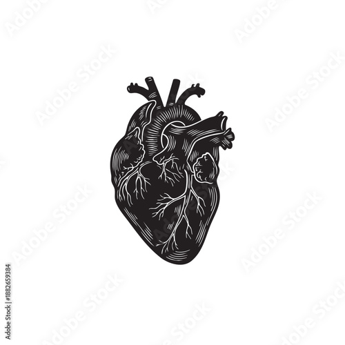 Anatomical heart vector illustration. Black and white human organ silhouette. Vintage engraving style medical icon with veins and arteries isolated on white background. Cardiology symbol graphic.
