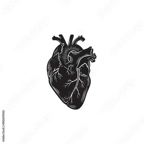 Anatomical heart vector illustration. Black and white human organ silhouette. Vintage engraving style medical icon with veins and arteries isolated on white background. Cardiology symbol graphic.
